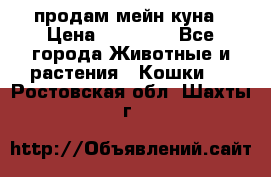 продам мейн куна › Цена ­ 15 000 - Все города Животные и растения » Кошки   . Ростовская обл.,Шахты г.